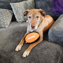 Collection image for: Dog Toys