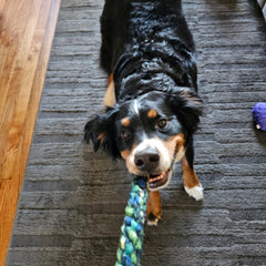 Collection image for: Benji's Pet Supplies