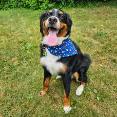 Collection image for: Pet Bandanas