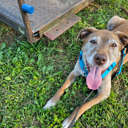 Magnetic scent work tube hidden for canine odor detection training