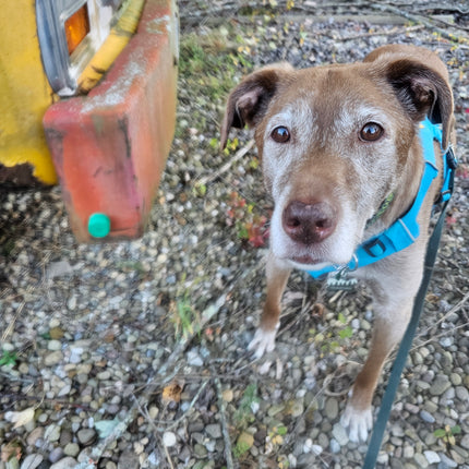 image of dog working with scent vessel