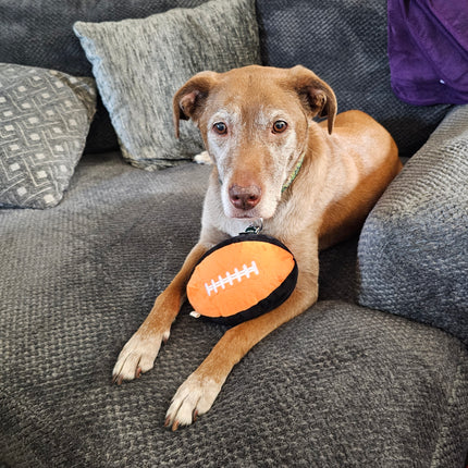 image of a medium/large sized dog on a couch with a black and orange plush football toy 