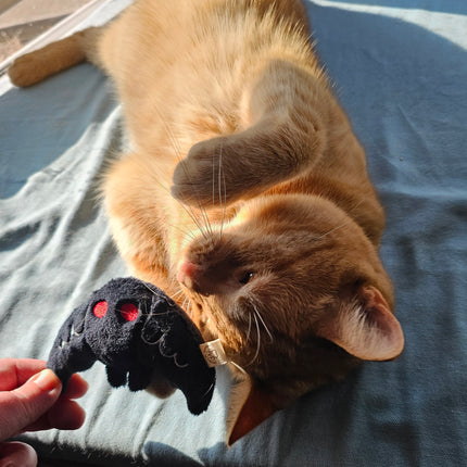 image of an orange cat playing with the mothman cat toy