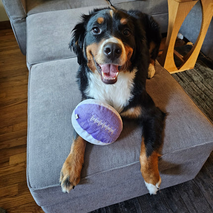 image of dog with plush purple & white football toy
