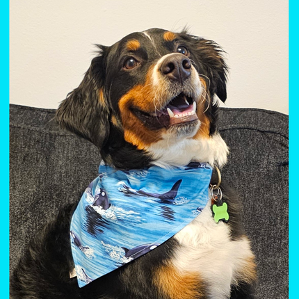 Reversible, Over The Collar, Pet Bandana - Orcas