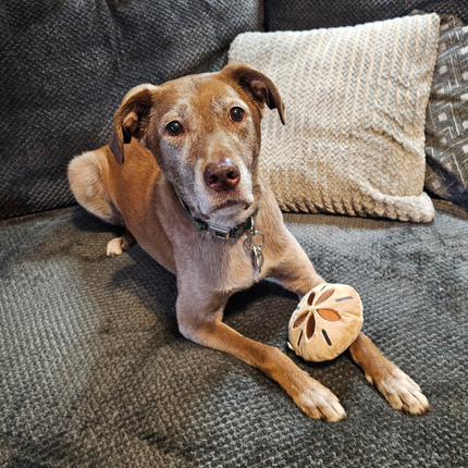 Ocean Themed Plush Dog Toys With Squeaker