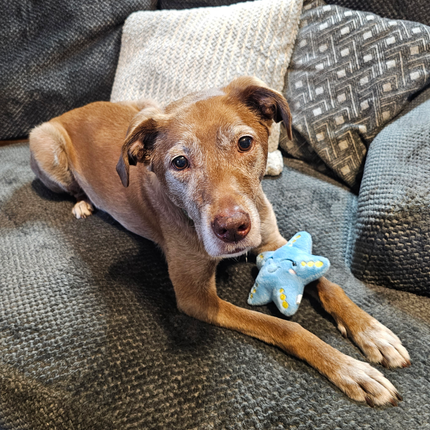 Ocean Themed Plush Dog Toys With Squeaker