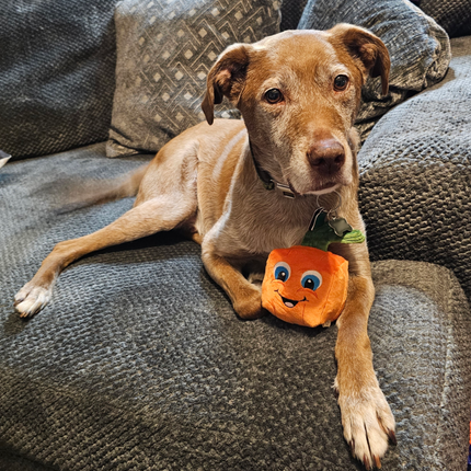 image of medium to large sized dog with large pumpkin dog toy