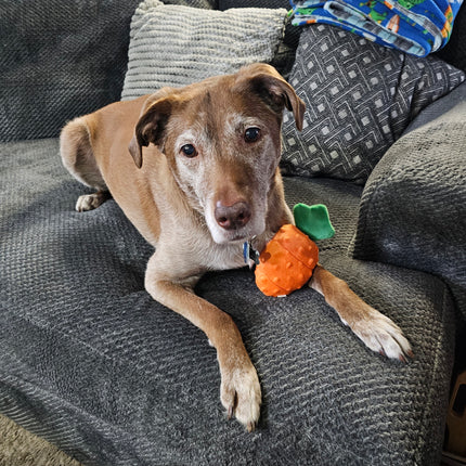 Dog lying on a couch with a toy carrot